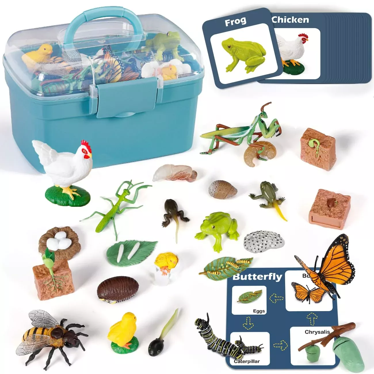 Bambilo Life Cycle Education Kit for Kids - Small, 6 Models