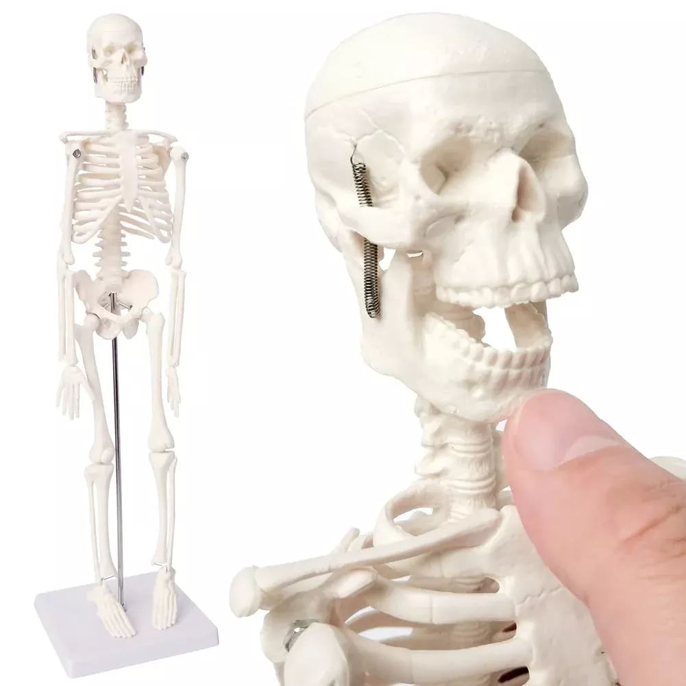 EVOTECH SCIENTIFIC 17" Mini Skeleton Model - Non-toxic PVC, Desktop Size