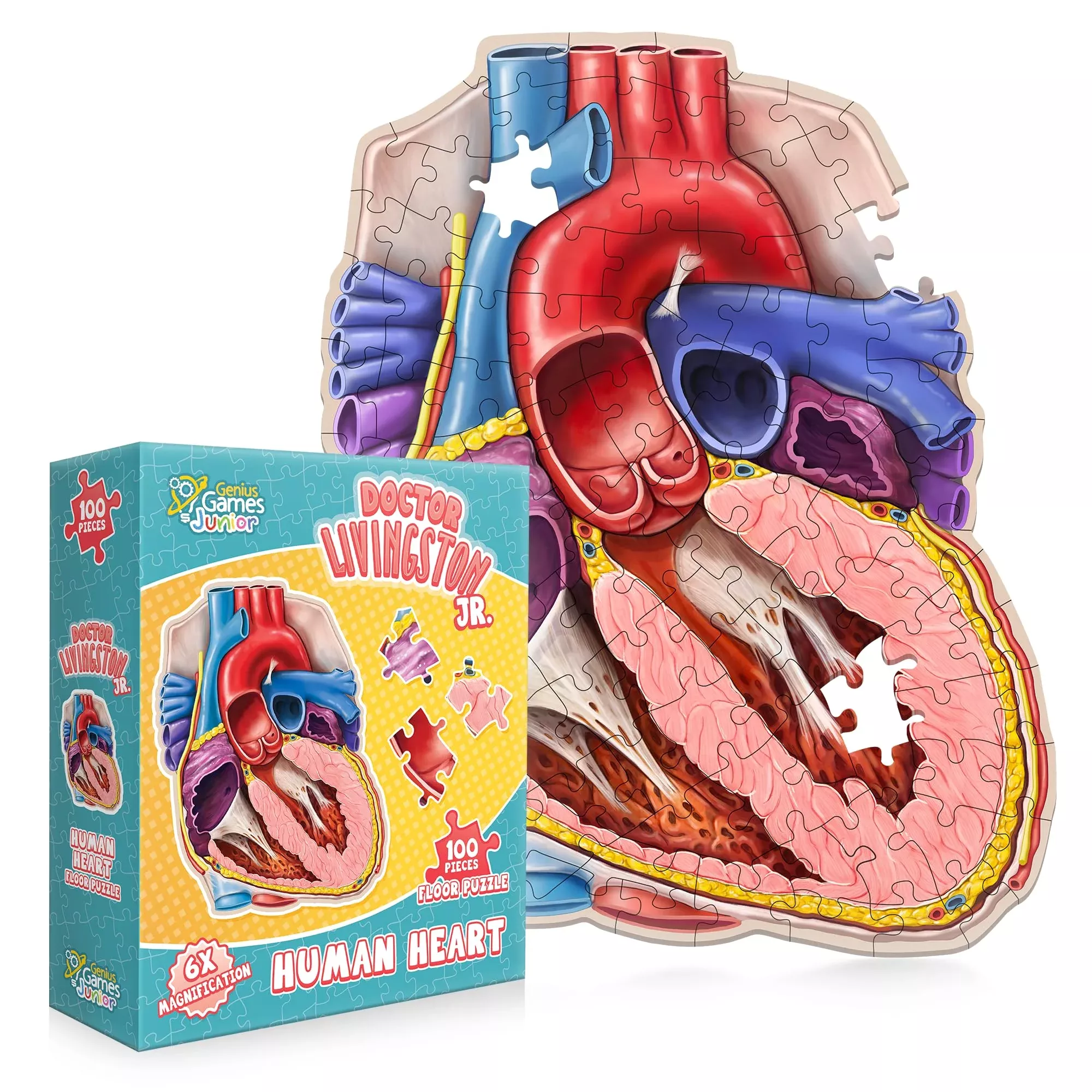 Human Heart Anatomy Floor Puzzle — Genius Games Doctor Livingston Jr A