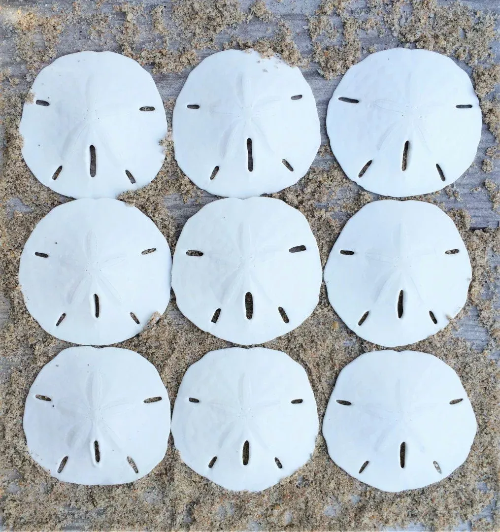 Nautical Crush Trading Sand Dollar | Real Sand Dollars 2 1/2' To 3' (S