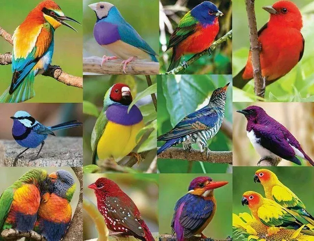 Springbok 33-01597 Bird of Paradise 500 Piece Puzzle